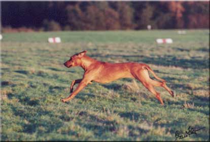 Kisangani Born to run